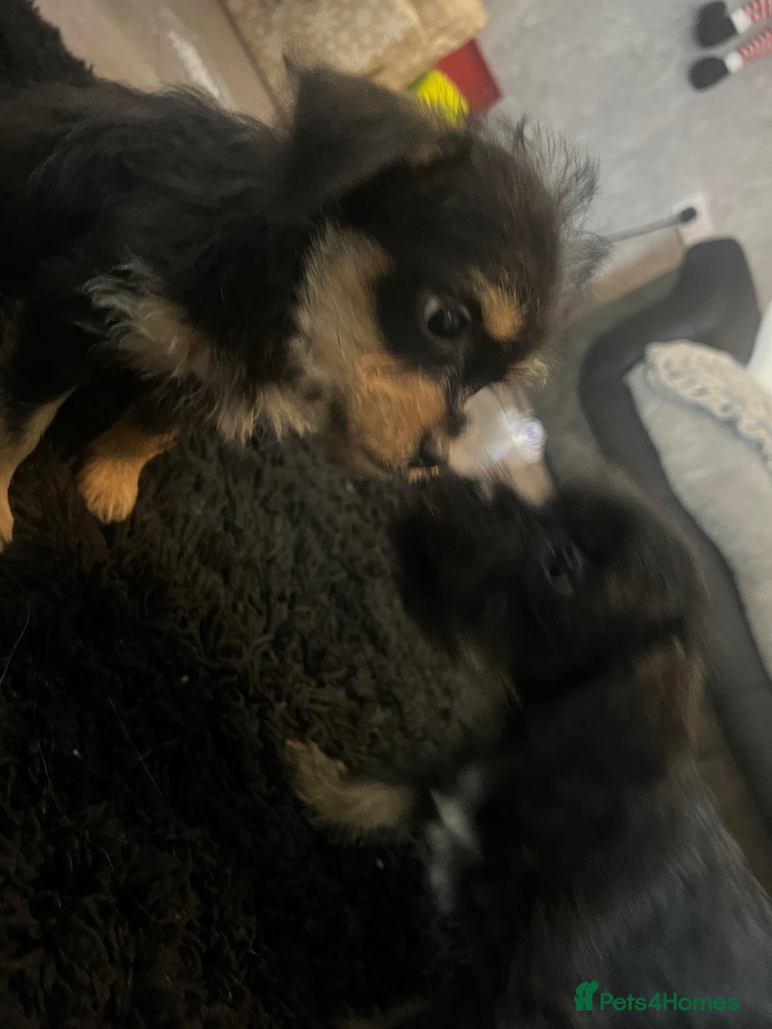 Mixed Breed dogs for sale: Jackapoo frenchy - Advert 24