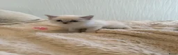 Ragdoll cats for sale: Purebred Ragdoll Kittens in Lytham Saint Annes - Advert 2