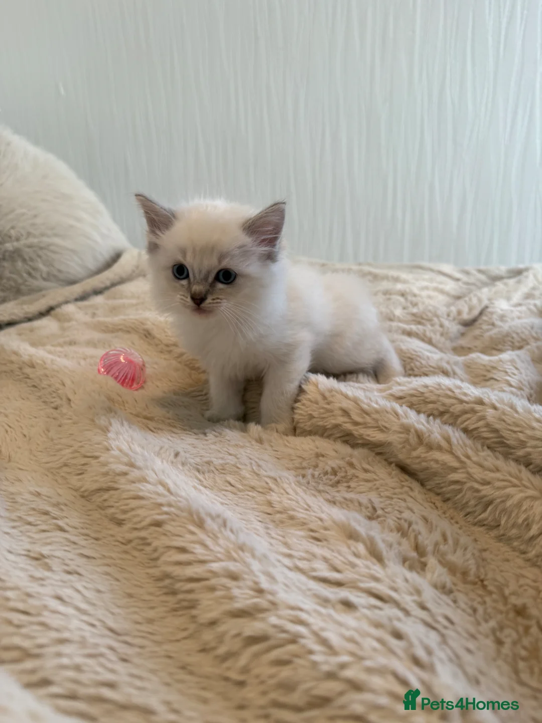 Ragdoll cats for sale: Purebred Ragdoll Kittens in Lytham Saint Annes - Advert 2
