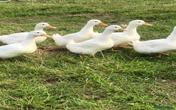 Ducks poultry for sale: FERTILE AYLESBURY DUCK EGGS - Image 2
