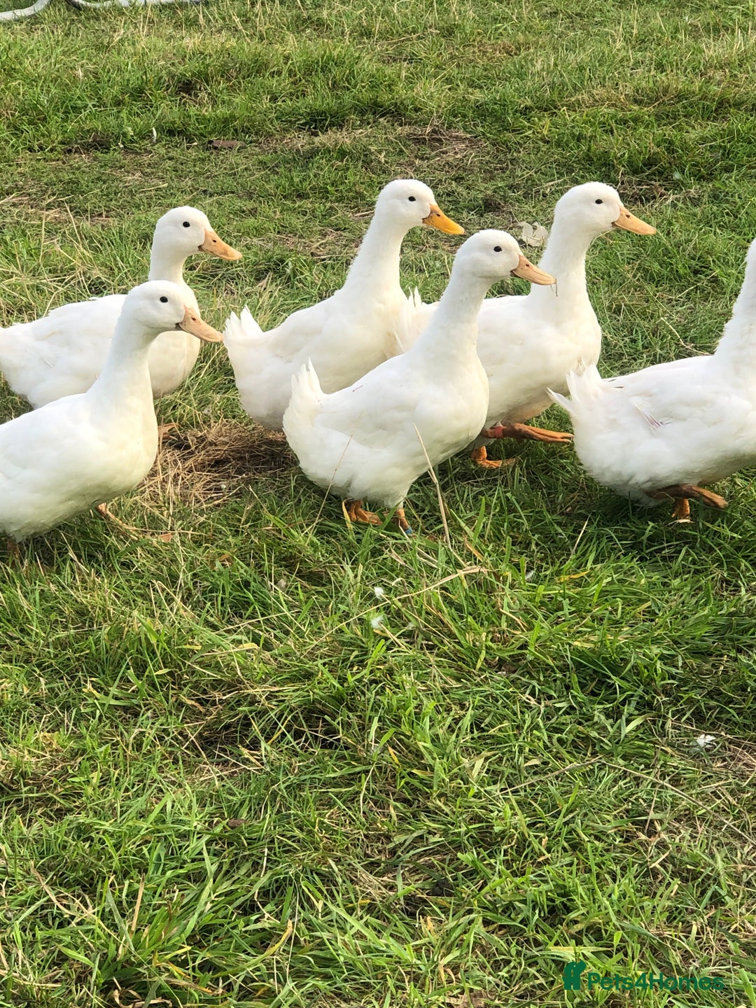Ducks poultry for sale: FERTILE AYLESBURY DUCK EGGS - Image 2