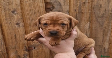 Labrador Retriever dogs - Advert 3