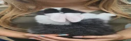 Mixed Breed rabbits for sale: Dutch cross baby rabbits - Advert 9