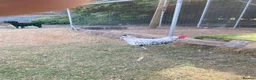 Chickens poultry for sale: Silver Hamburg bantam  in Morpeth - Advert 1