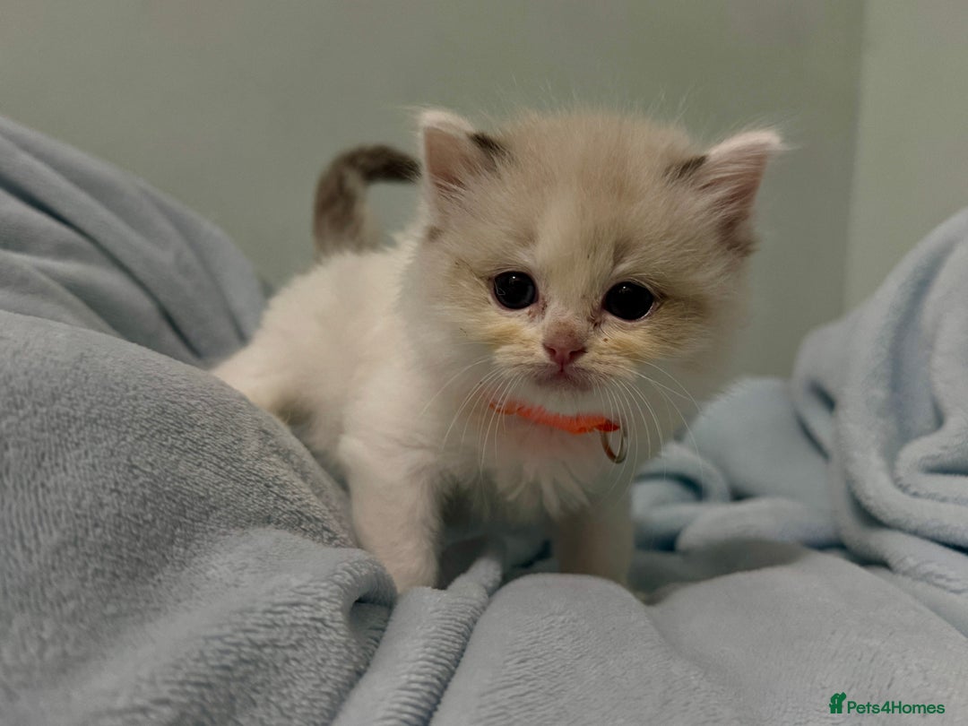 Ragdoll cats for sale: Pure Ragdoll kittens, ready 20th December - Advert 10