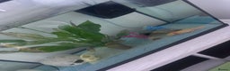 Other/Mixed Breed fish for sale: Axoltl  - Advert 1