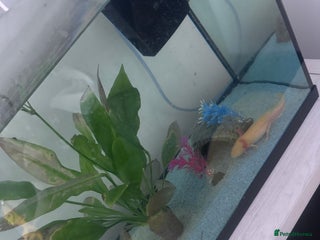 Other/Mixed Breed fish Axoltl - Advert 1