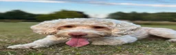 Cockapoo dogs for stud: 🐾 Beautiful Cockapoo Stud Exceptional Temperament in Heywood - Advert 11