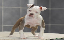 Olde English Bulldogge dogs for sale: Why Settle for Less? 5⭐️Rated,23 years experience  - Image 1