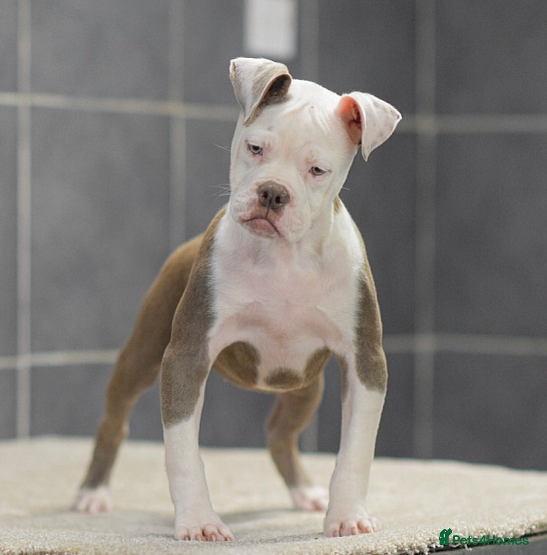 Olde English Bulldogge dogs for sale: Why Settle for Less? 5⭐️Rated,23 years experience  - Image 1