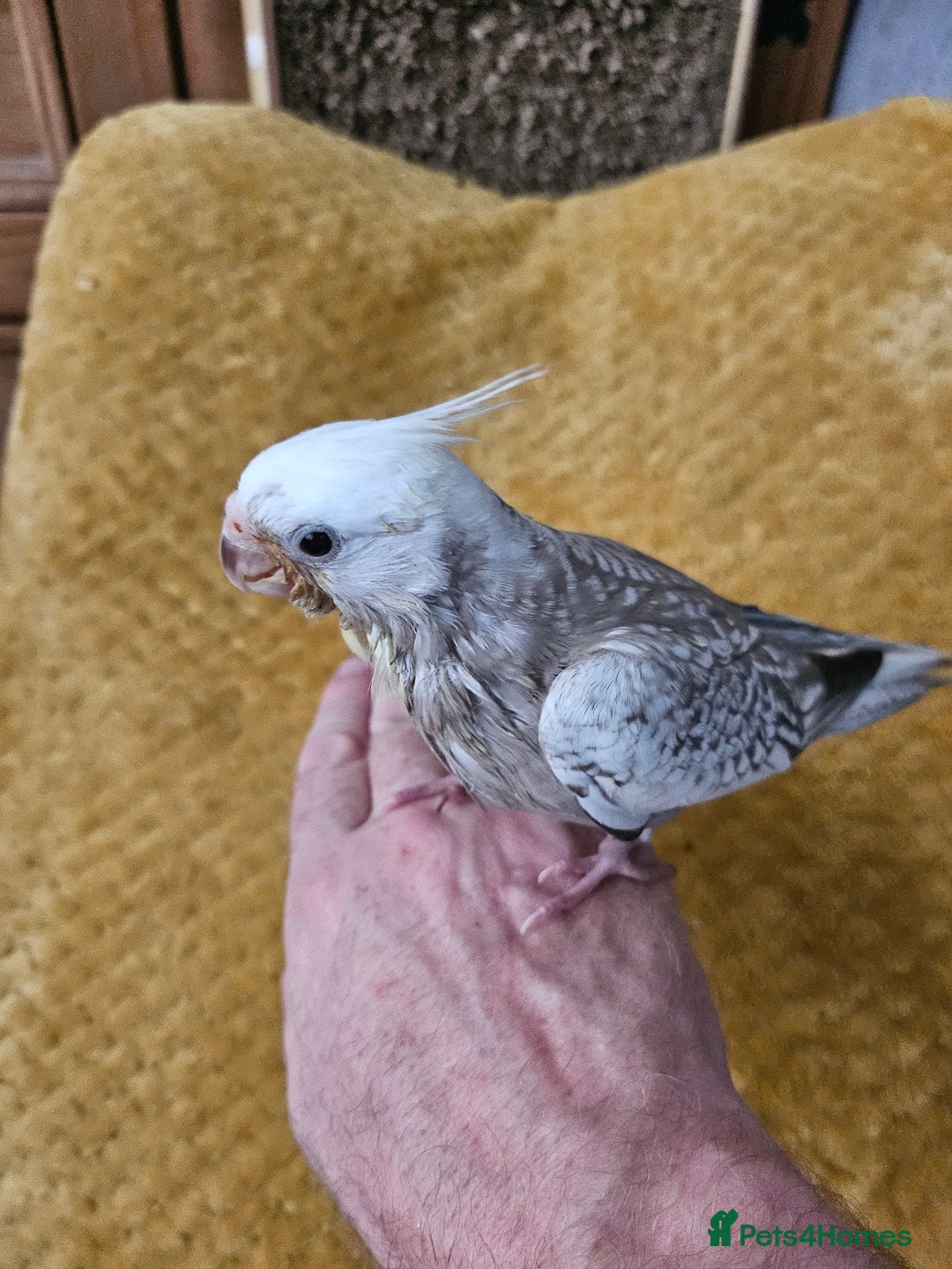 Cockatiels birds for sale: Cockatiel chicks hand tame  - Image 13