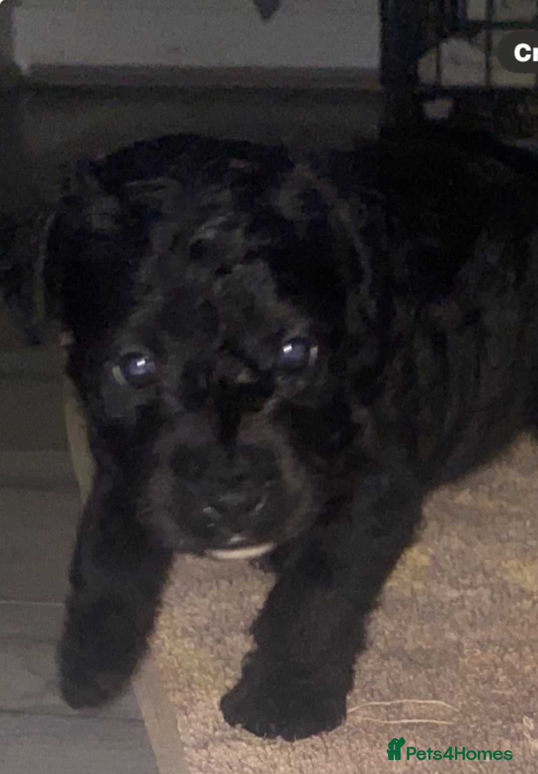 Patterdale Terrier dogs for sale: **READY NOW!!!Beautiful Patterdale Pups** - Advert 9