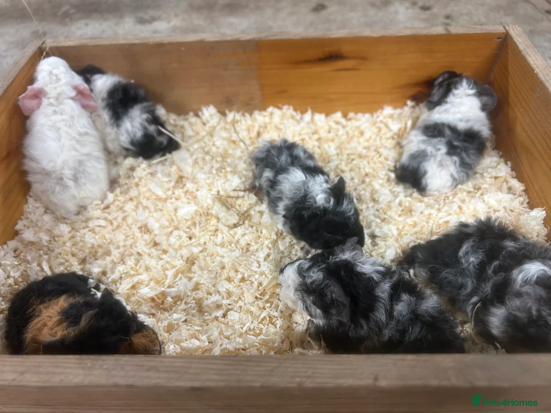 Guinea Pig rodents for sale: Lunkarya and Abyssinian guinea pigs for sale  - Advert 6