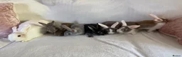 Rex rabbits for sale: Baby Rex’s  - Advert 1