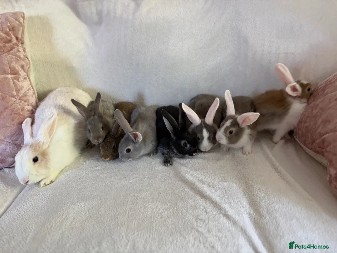 Rex rabbits for sale: Baby Rex’s  - Advert 1