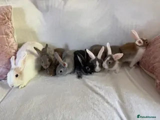 Rex rabbits Baby Rex’s - Advert 2