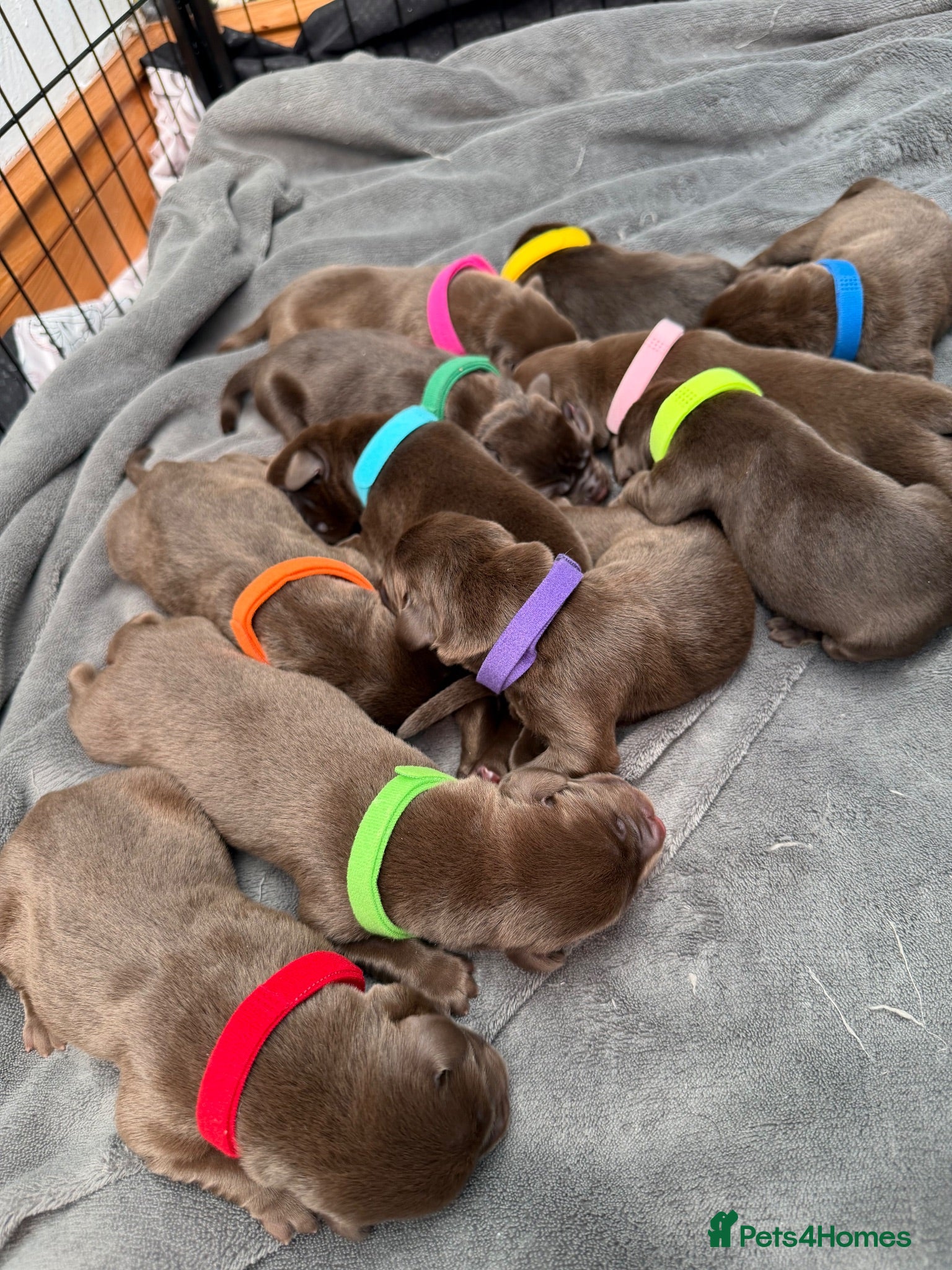 Labrador Retriever dogs Labrador Puppies Due Soon  - Advert 14
