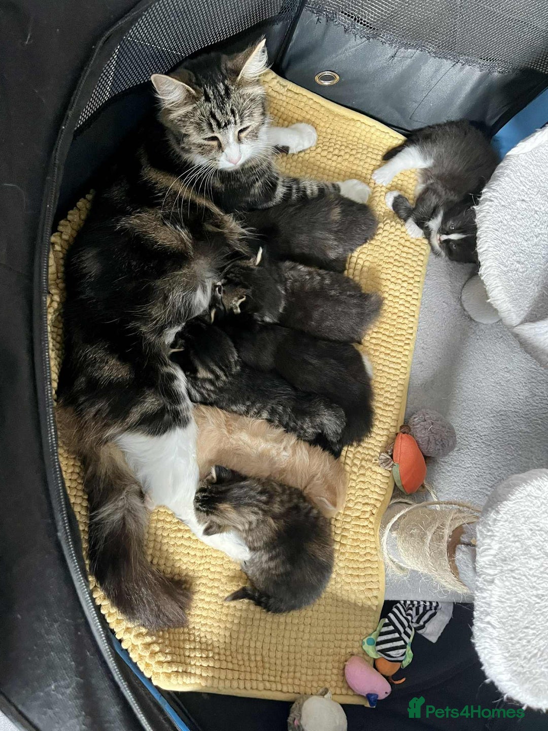 Mixed Breed cats for sale: Beautifull fluffy kittens  - Image 27