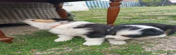 Australian Shepherd dogs for sale: Australian Shepherd  - Advert 32