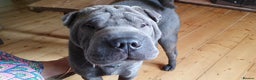 Shar Pei dogs for sale: Lovely Sharpei - Advert 5
