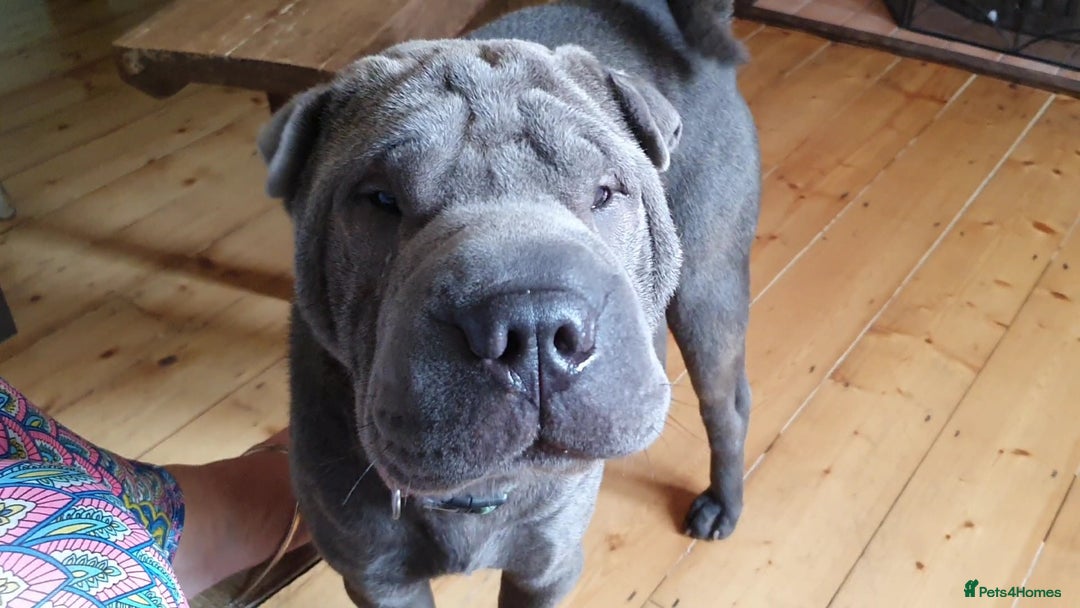 Shar Pei dogs for sale: Lovely Sharpei - Advert 5