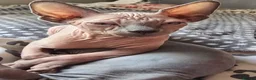Sphynx cats for sale: Sphynx kittens in Milton Keynes - Advert 7