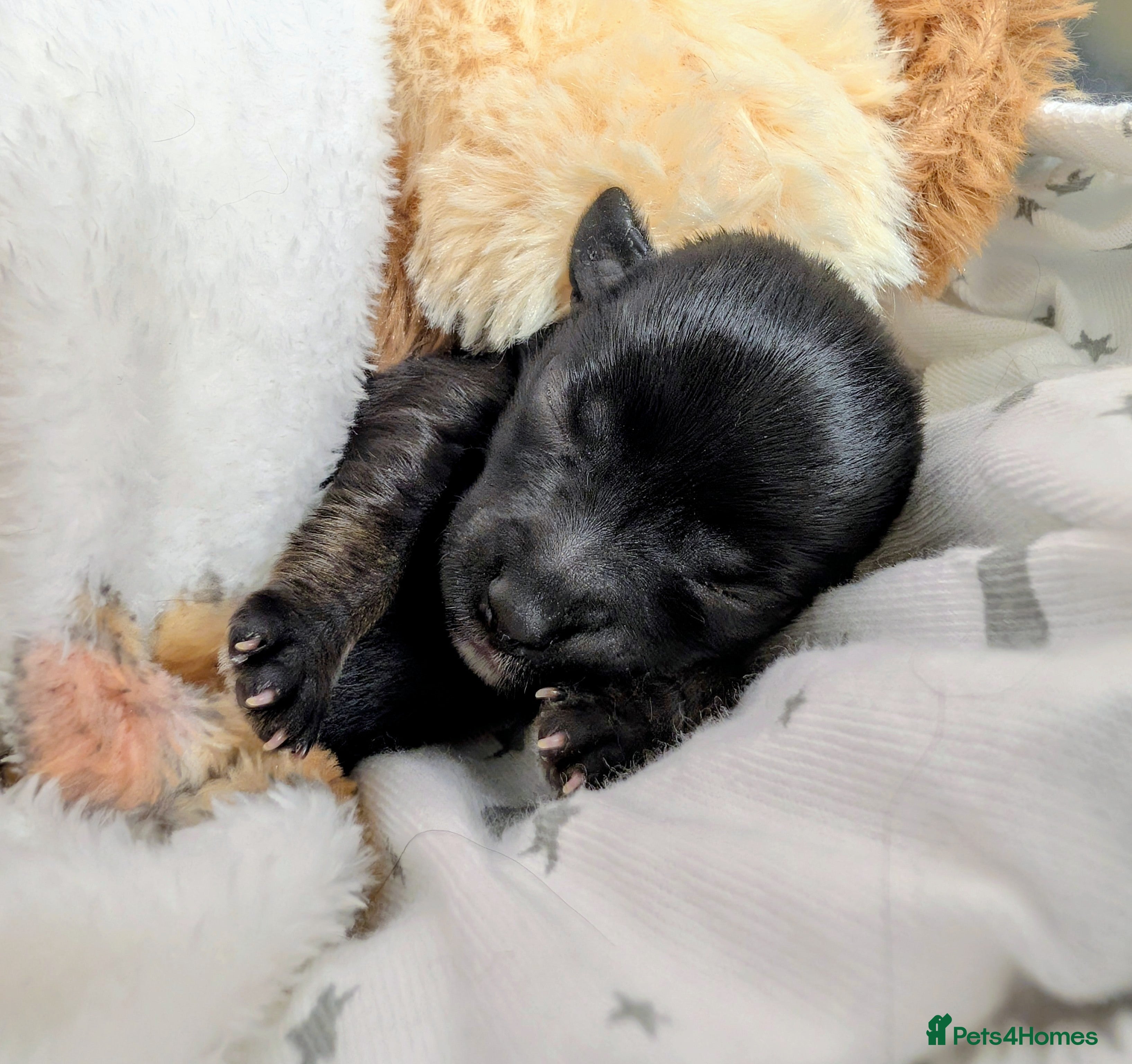 Chipoo dogs Adorable tiny chihpoo boy in Leeds - Advert 1