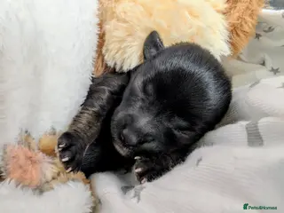 Chipoo dogs Adorable tiny chihpoo boy in Leeds - Advert 1