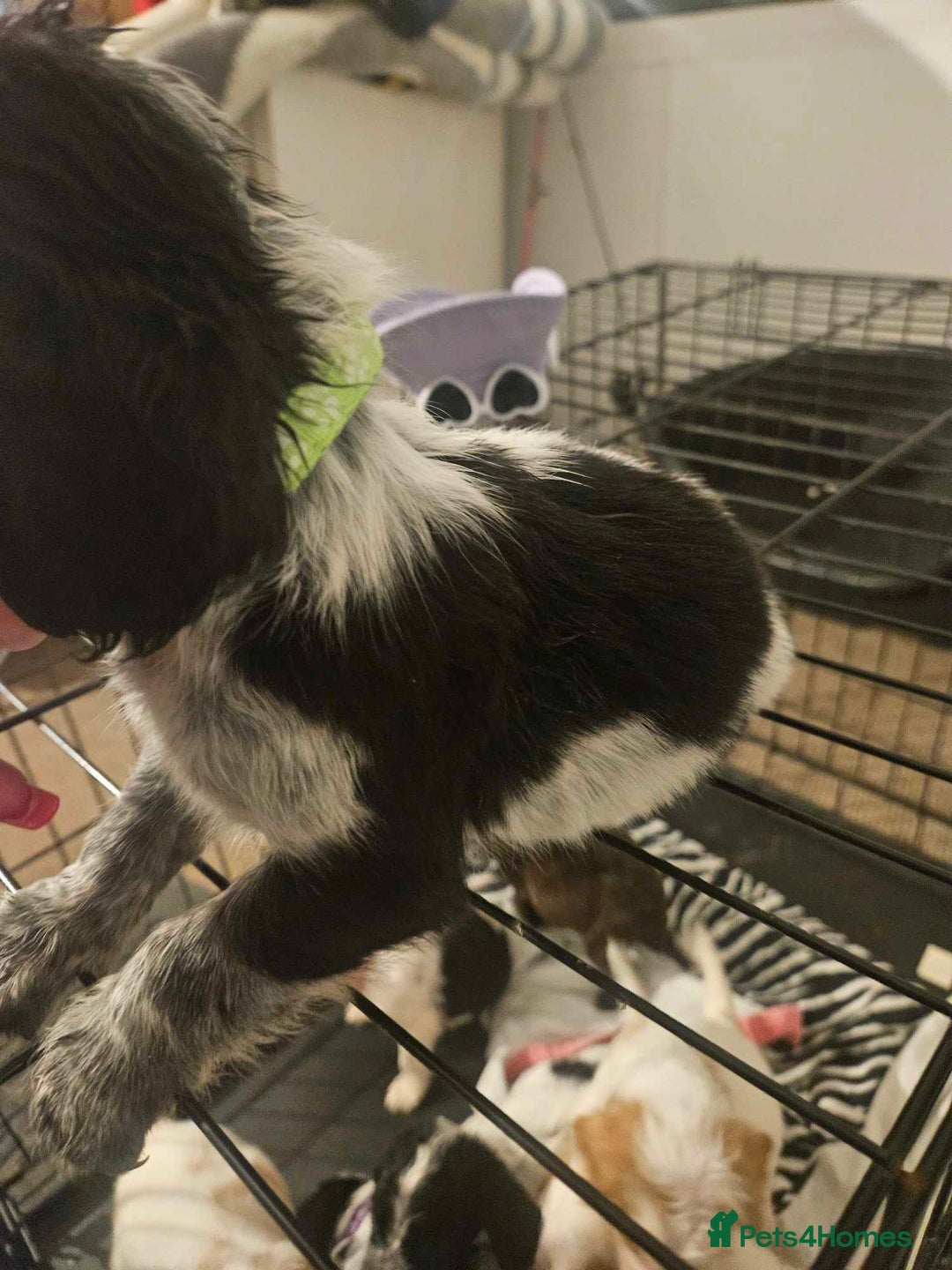 Cocker Spaniel dogs for sale: Cocka spaniel - Advert 3