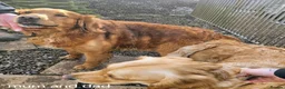 Golden Retriever dogs for sale: Kc fox red, golden & white golden-retriever puppys - Advert 7