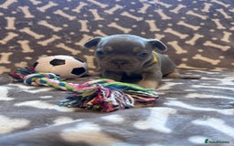 French Bulldog dogs for sale: Adorable French bulldog puppies!!🐶  - Image 22