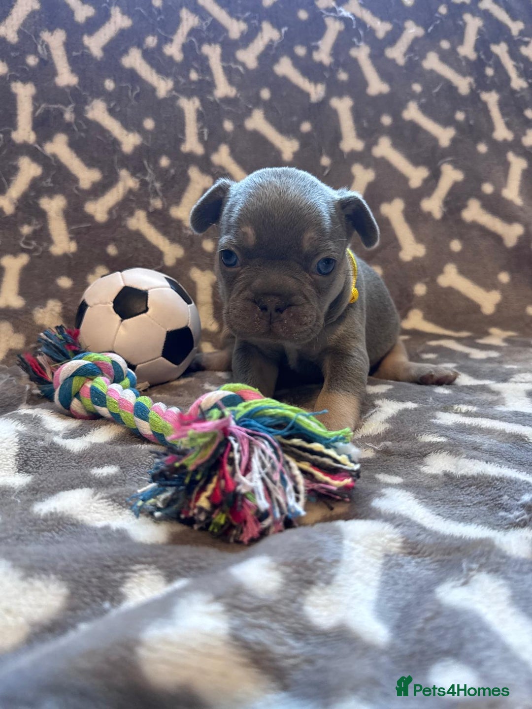French Bulldog dogs for sale: Adorable French bulldog puppies!!🐶  - Image 22