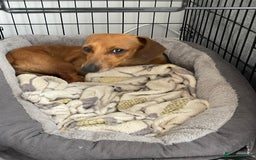 Miniature Dachshund dogs for sale: Red dapple miniature dachshund  - Image 2