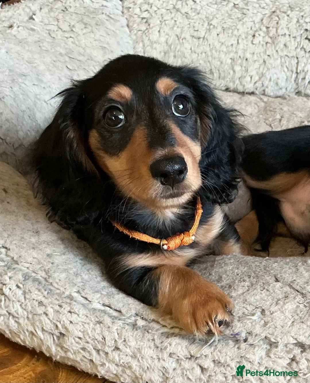 Miniature Dachshund dogs for sale: KC reg mini longhaired dachshund pups 1 girl2xboys - Advert 33