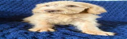Labradoodle dogs for sale: Ready Now! Beautiful F1b Labradoodles  - Advert 16