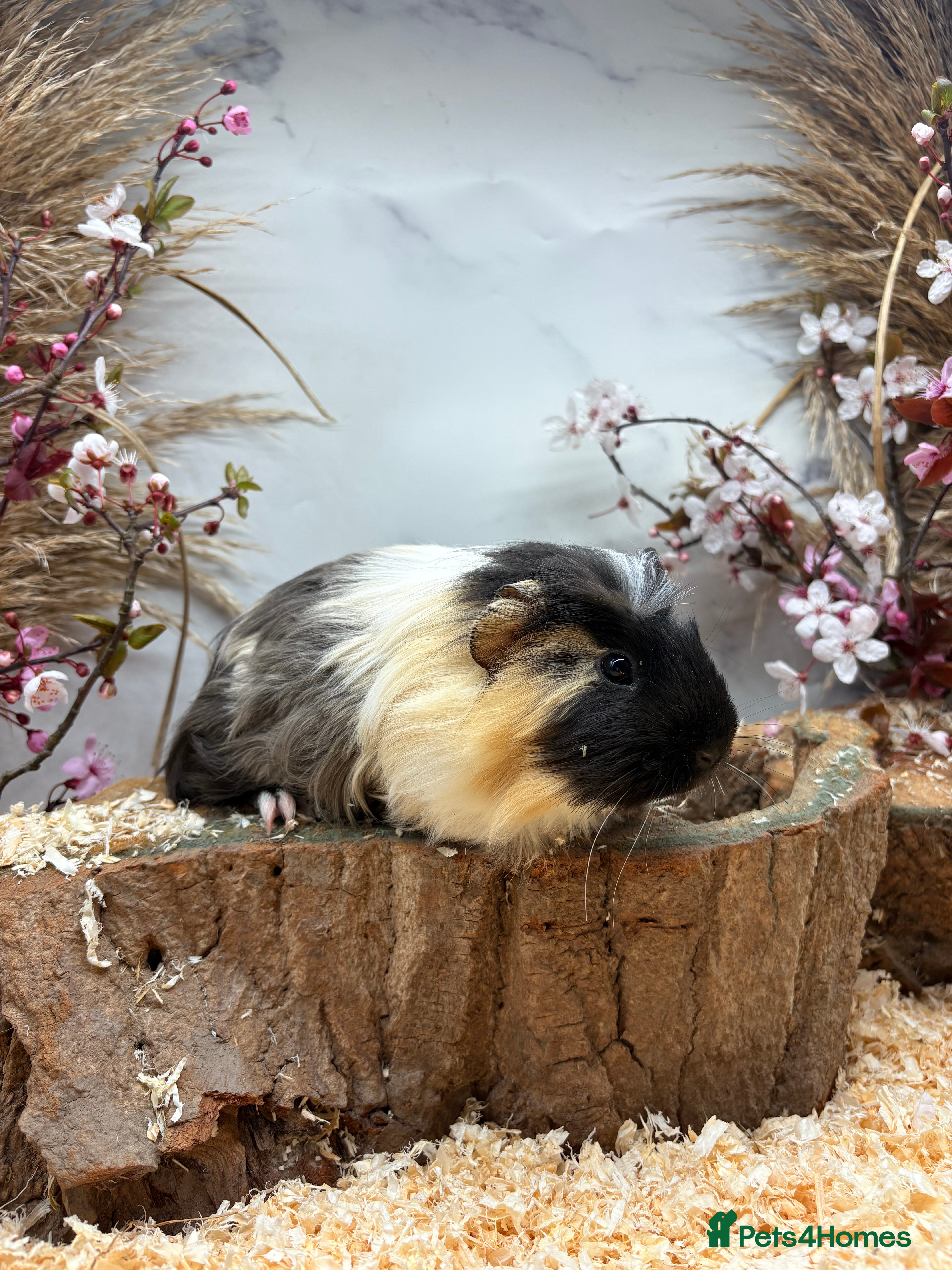 Guinea Pig rodents Multiple Baby Boy Guinea Pigs for sale  - Advert 1