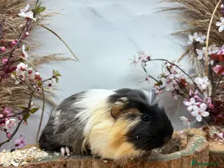 Guinea Pig rodents Multiple Baby Boy Guinea Pigs for sale - Advert 1