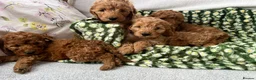 Cavapoo dogs for sale: Cavapoo puppy's  in Coventry - Advert 10