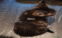 Bengal cats for sale: Bengal cross kittens ready now STILL AVAILABLE  in Southampton - Image 4