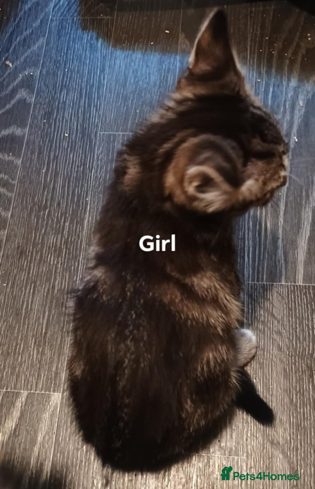 Bengal cats for sale: Bengal cross kittens ready now STILL AVAILABLE  in Southampton - Image 4