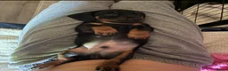 Dachshund dogs for sale:  DACHSHUND PUPPIES!! BEAUTIFUL AND HEALTHY - Advert 21