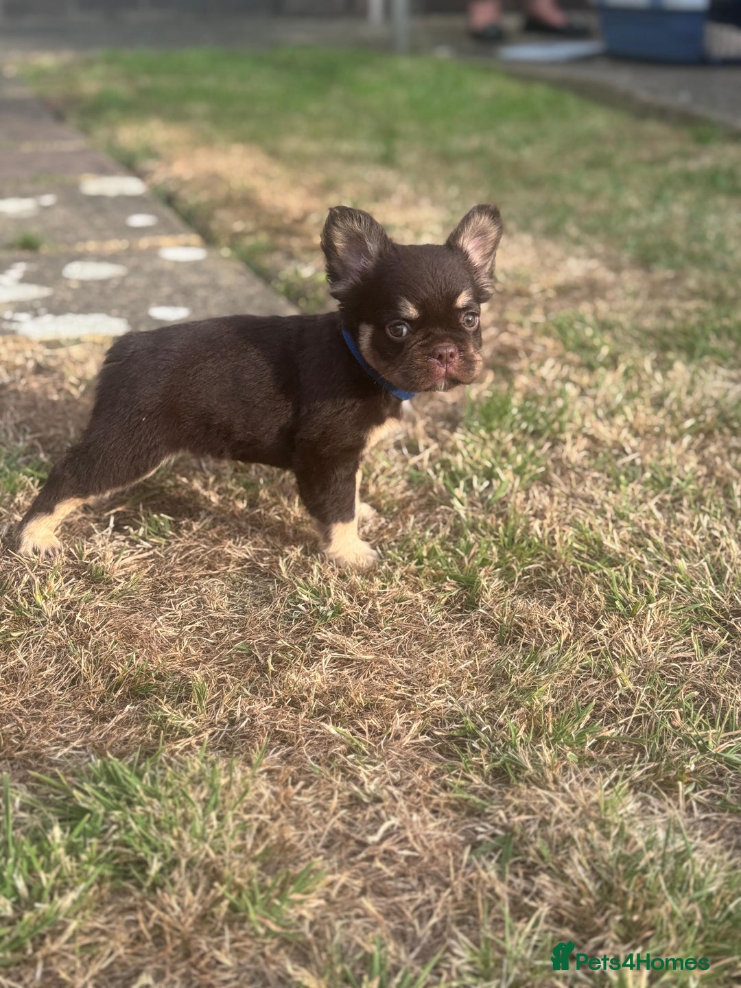 French Bulldog dogs for sale: Beautiful litter of pinks and fluffys  - Image 16