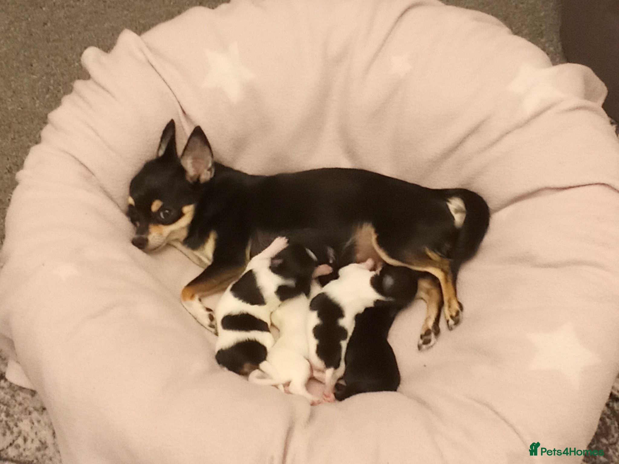 Chihuahua dogs Four chihuahua puppies for sale  - Advert 3