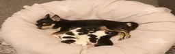 Chihuahua dogs for sale: Four chihuahua puppies for sale  in Shrewsbury - Advert 1