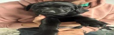 Labrador Retriever Puppy 2