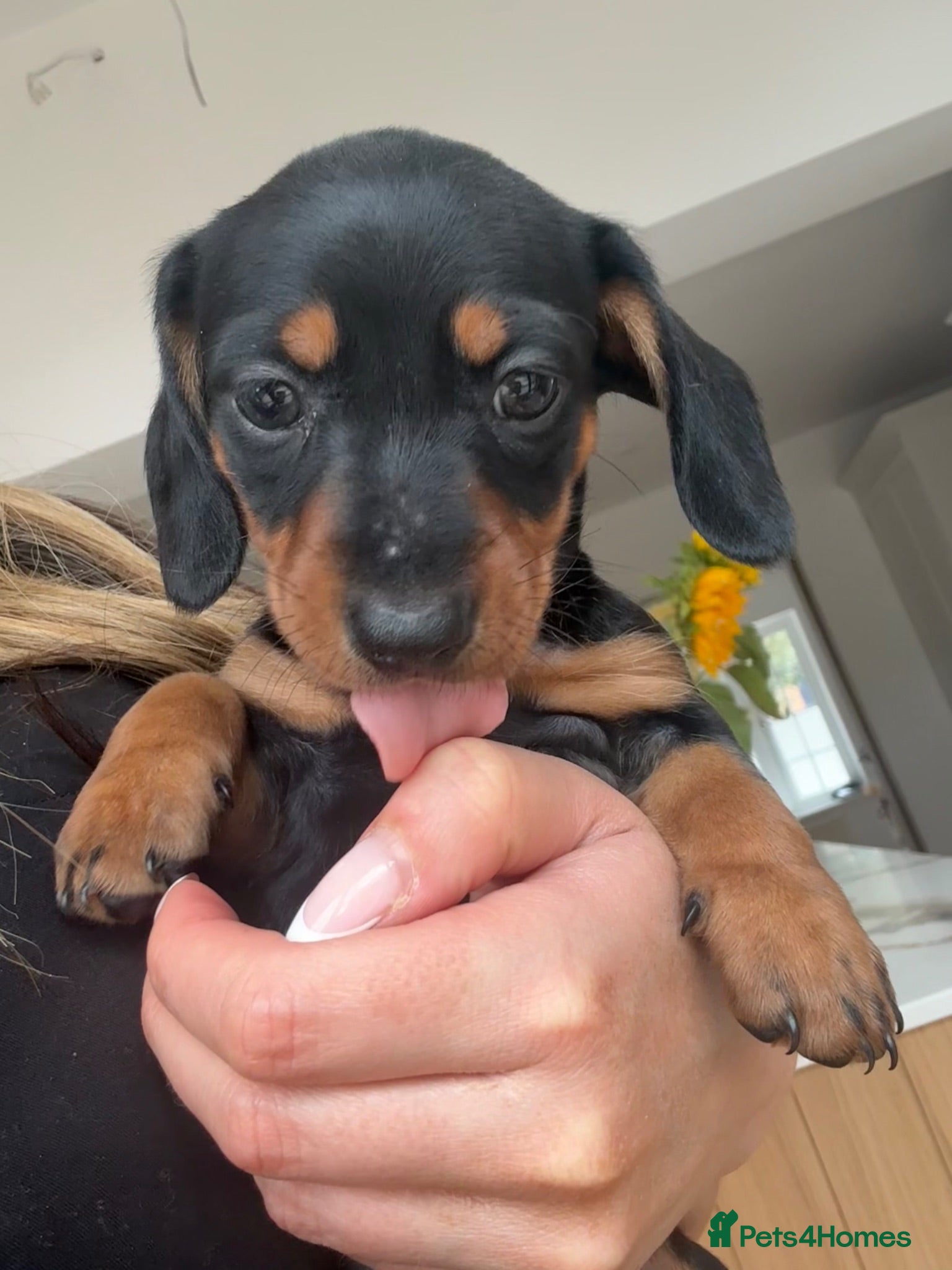 Miniature Dachshund dogs Mini Dachshunds - Ready for their forever homes - Advert 1