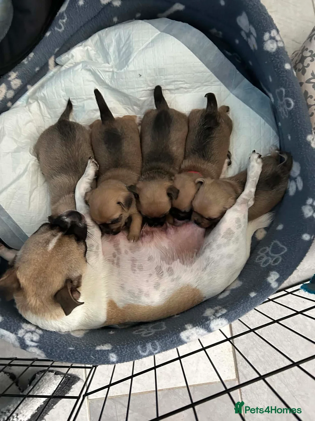 Jug dogs for sale: Jugs puppies  in Hereford - Advert 2