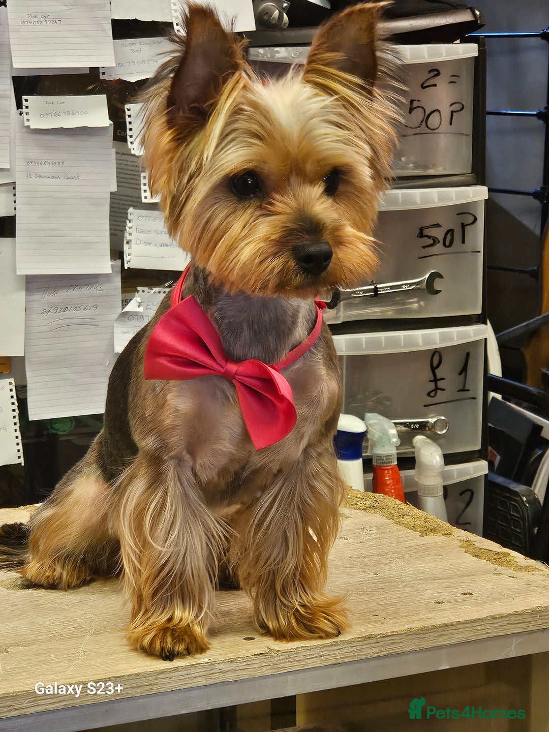 Yorkshire Terrier dogs for sale: Yorkshire terrier My Dog Luna have 4 puppies  - Image 15