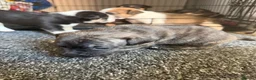 Staffordshire Bull Terrier dogs for sale: Staffy pups  - Advert 14