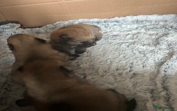 Pomeranian dogs for sale: 4 tiny teddy faced Pomeranian baby’s.  - Image 3